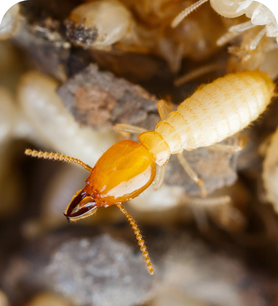 Termite Pest Control Services in Taloja